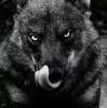 wilder_deandre